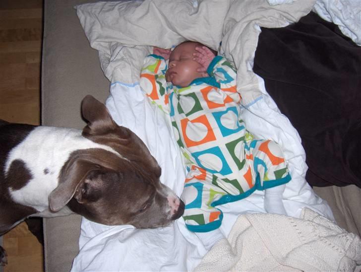 Amerikansk staffordshire terrier Bosco - Bosco er glad for Marco Malick.. billede 18