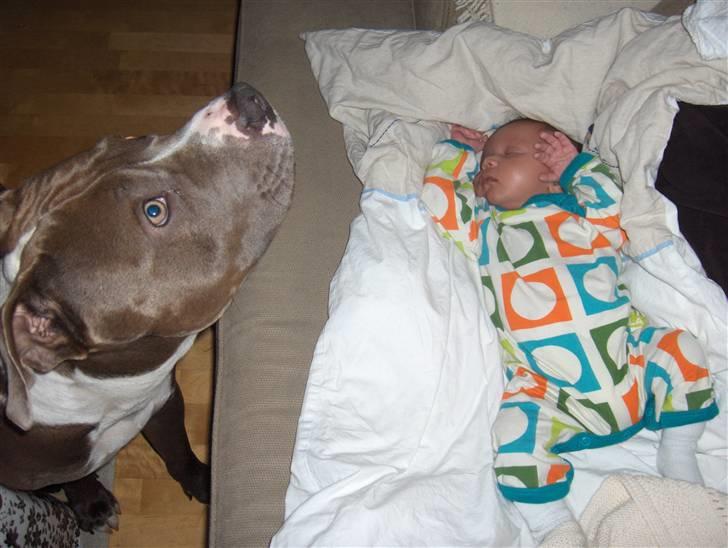 Amerikansk staffordshire terrier Bosco billede 19