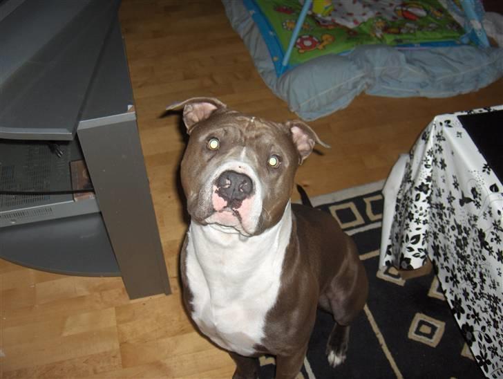 Amerikansk staffordshire terrier Bosco billede 20