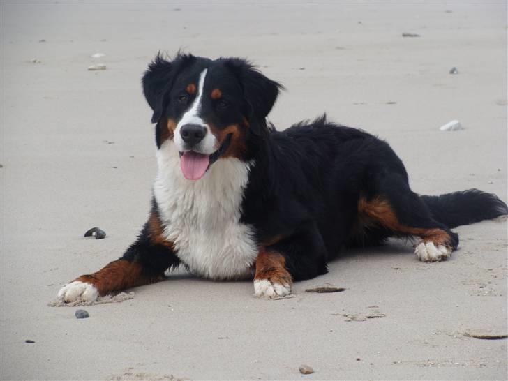 Berner sennenhund Taiger H - FANTASTISK DEJLIG HUND - vores lille Taiger :-) billede 1