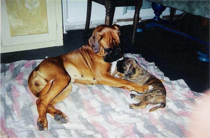 Boxer Rieckhol's Desto R.I.P.  billede 9