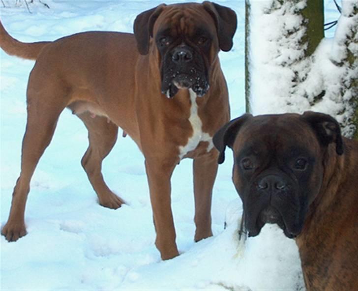 Boxer Rieckhol's Desto R.I.P.  billede 10