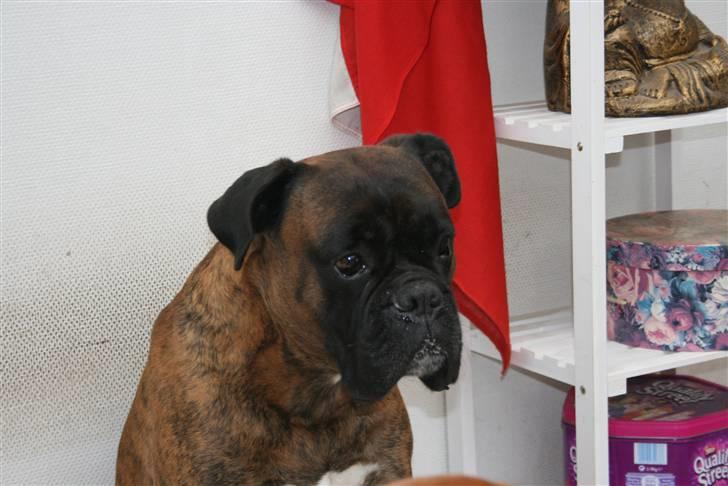 Boxer Rieckhol's Desto R.I.P.  billede 11