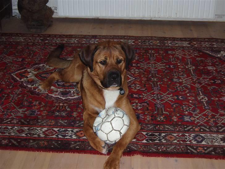 Blanding af racer Diesel billede 1