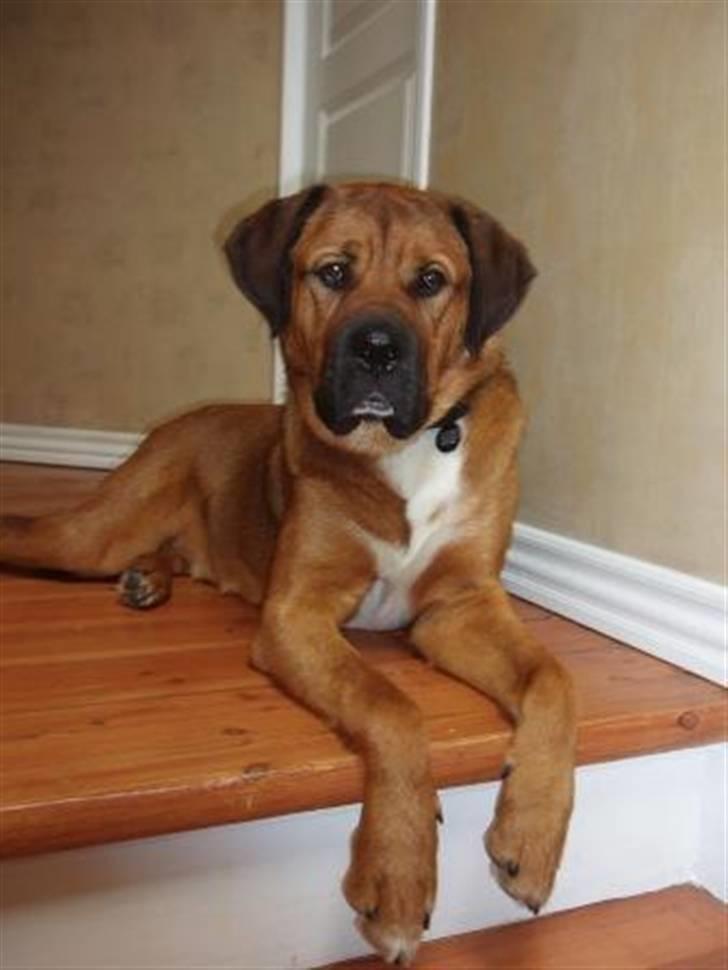 Blanding af racer Diesel billede 2