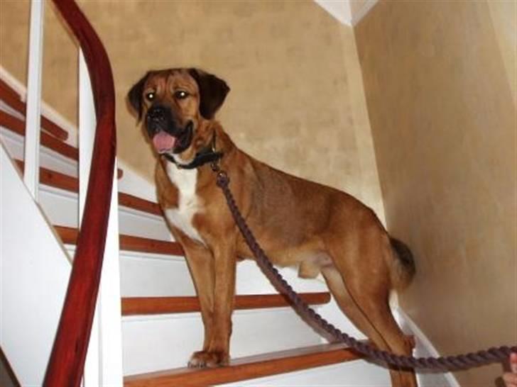 Blanding af racer Diesel billede 3