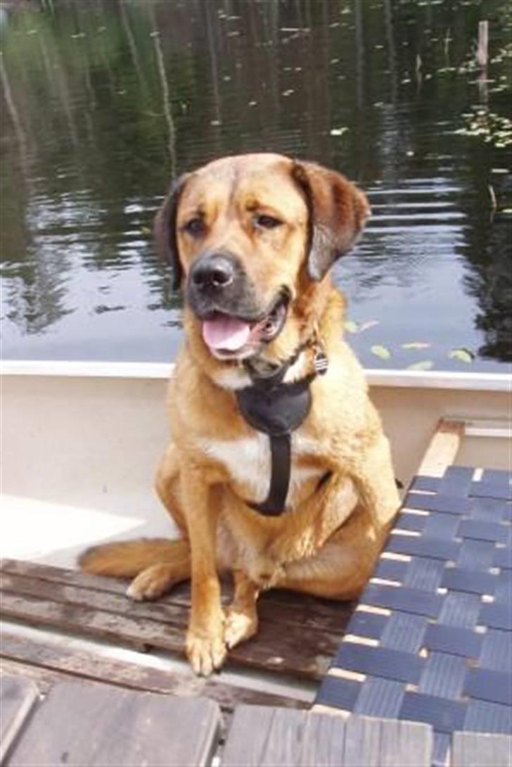 Blanding af racer Diesel billede 4