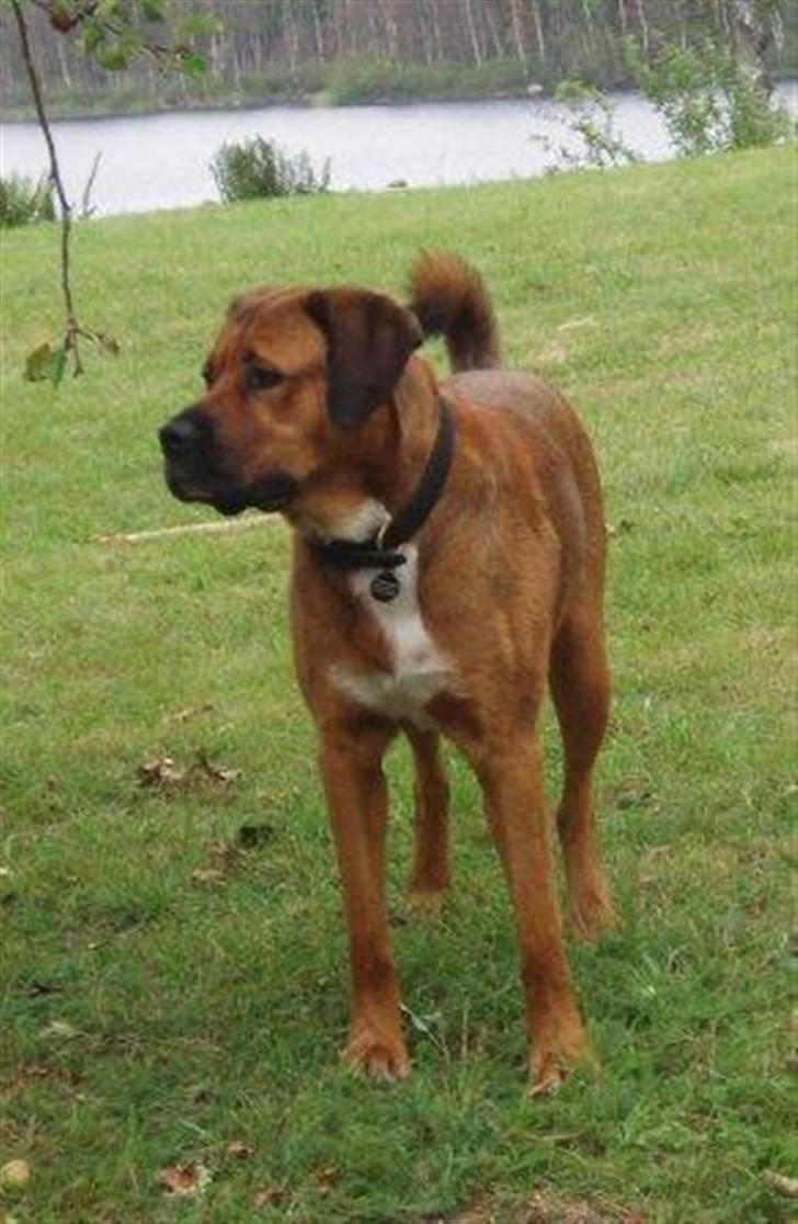 Blanding af racer Diesel billede 5