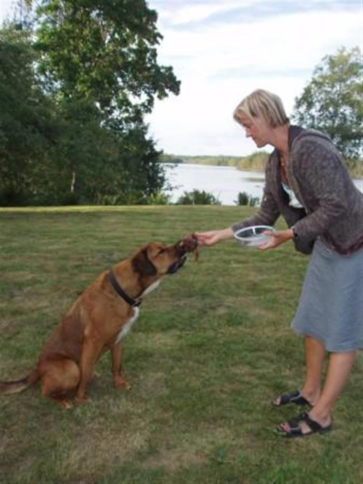 Blanding af racer Diesel billede 6