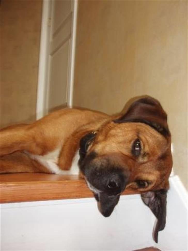 Blanding af racer Diesel billede 7