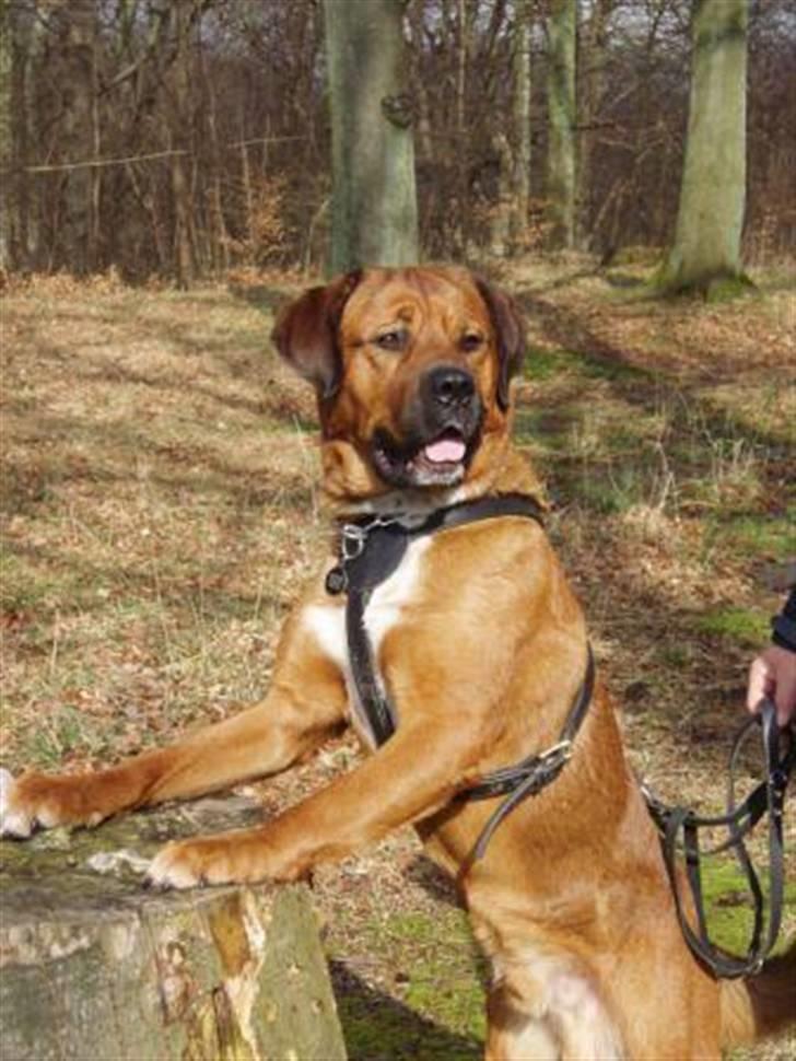 Blanding af racer Diesel billede 8