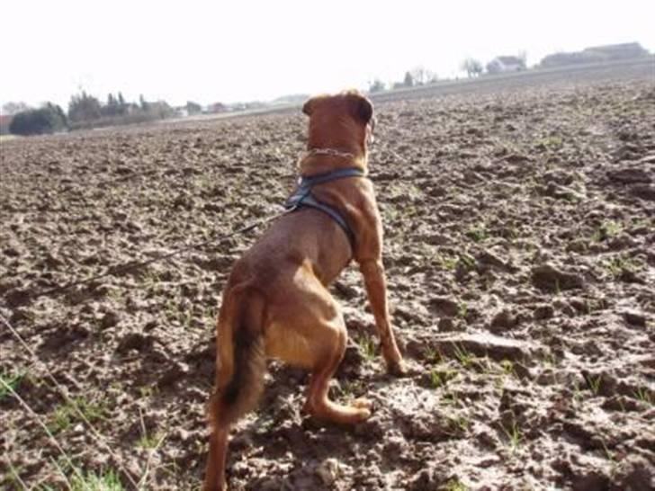 Blanding af racer Diesel billede 9