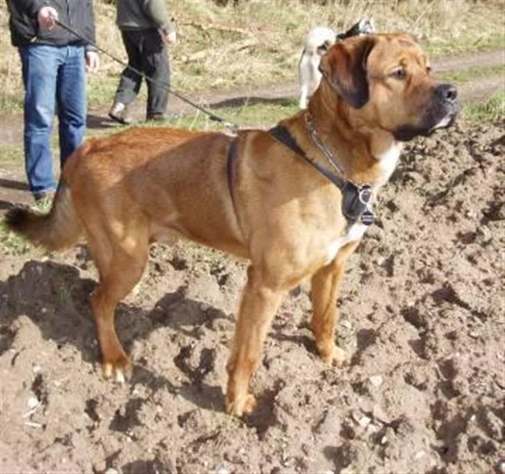 Blanding af racer Diesel billede 10