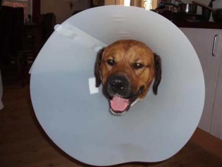 Blanding af racer Diesel billede 11