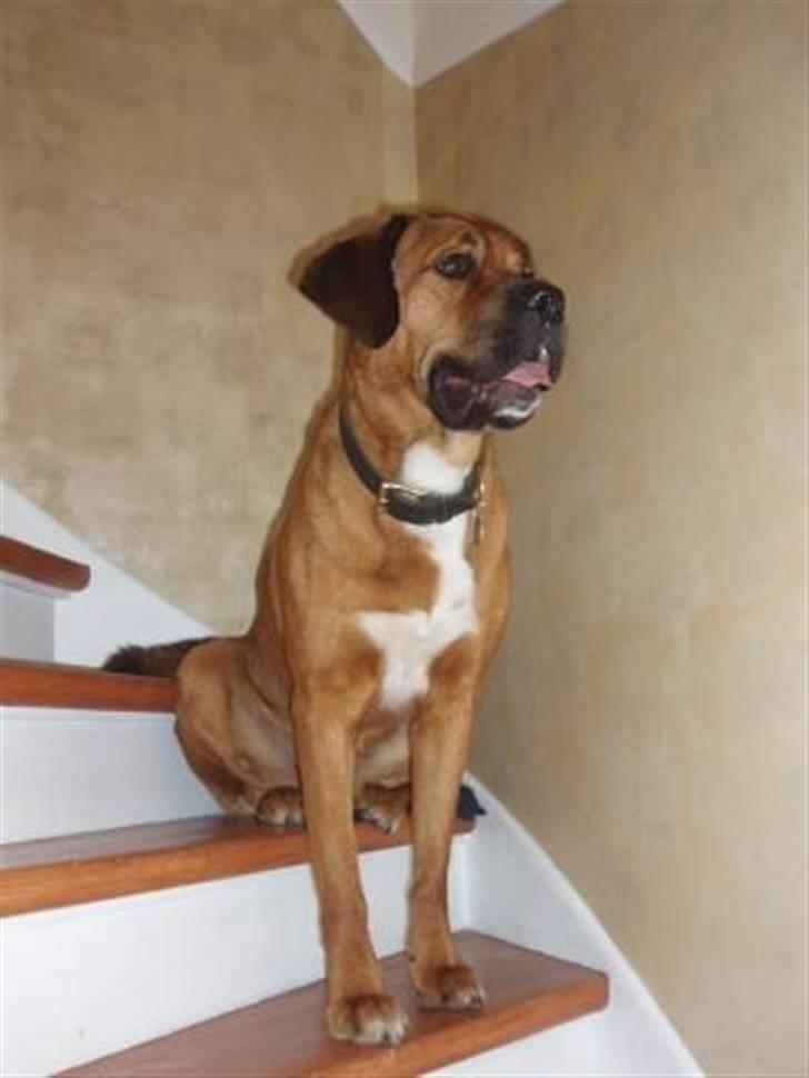 Blanding af racer Diesel billede 12