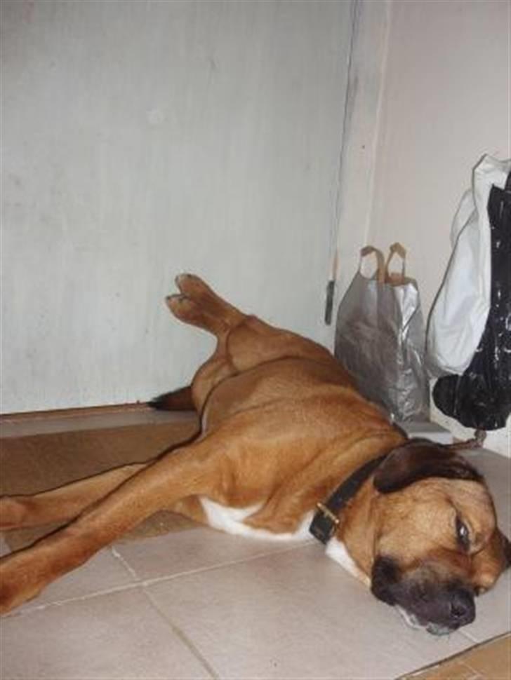 Blanding af racer Diesel billede 13