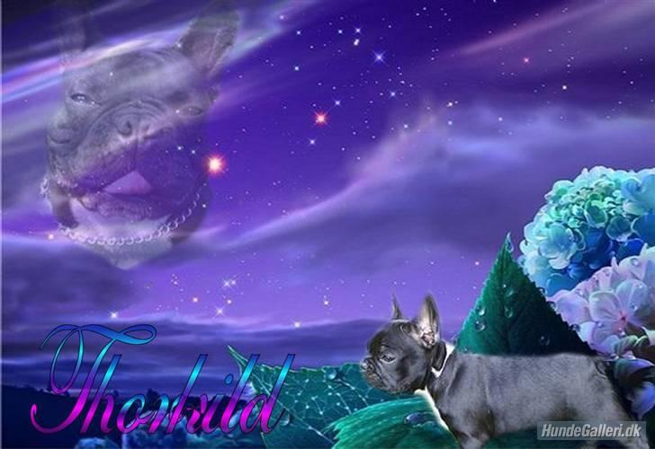 Fransk bulldog THORKILD SOLGT billede 13