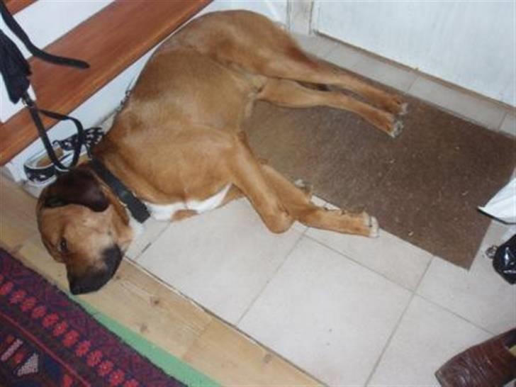 Blanding af racer Diesel billede 14