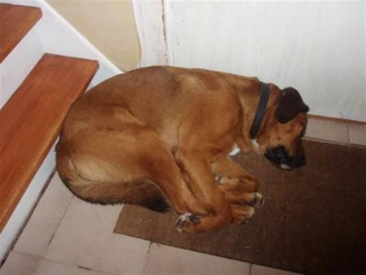 Blanding af racer Diesel billede 15