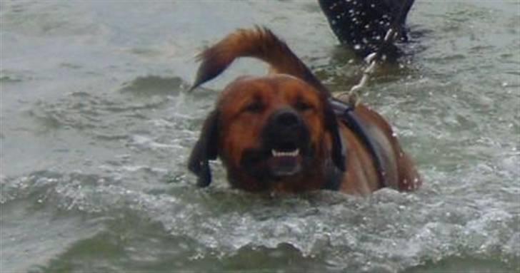 Blanding af racer Diesel billede 16