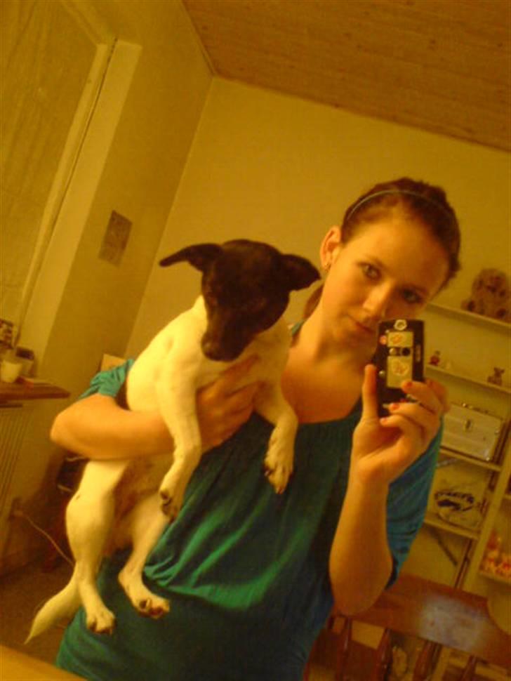 Glathåret foxterrier kiwi - mig og min storesøster (: billede 7
