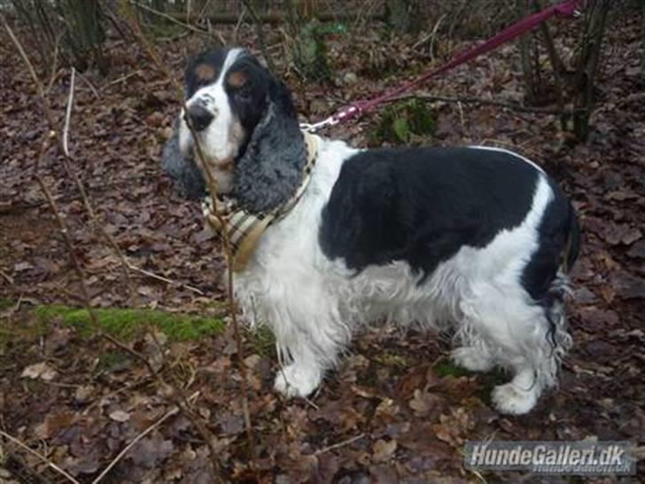 Cocker spaniel Barleys Tippe billede 8