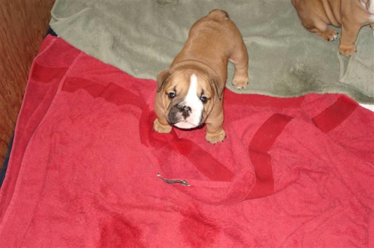 Engelsk bulldog Pablo billede 1