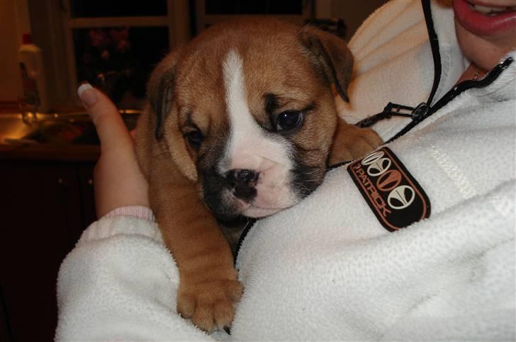 Engelsk bulldog Pablo billede 2