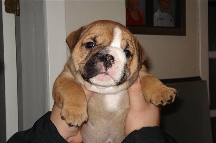 Engelsk bulldog Pablo billede 3