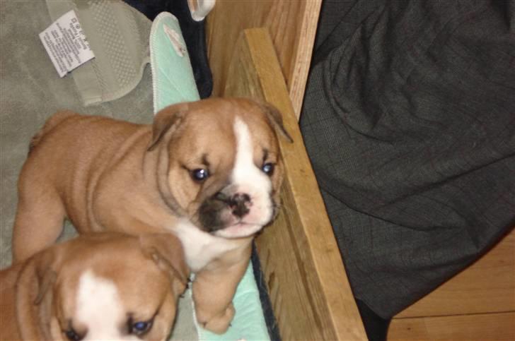 Engelsk bulldog Pablo billede 4