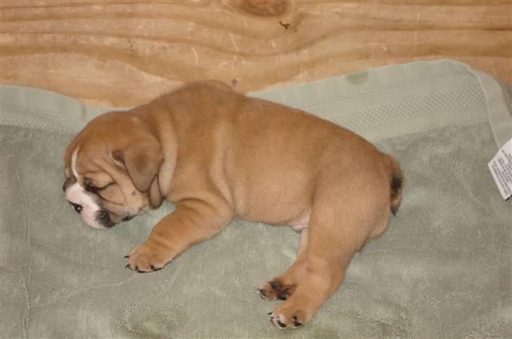 Engelsk bulldog Pablo billede 5