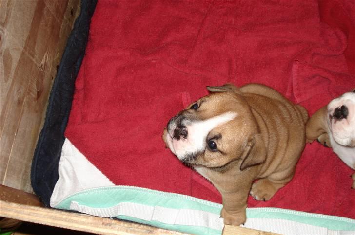 Engelsk bulldog Pablo billede 6