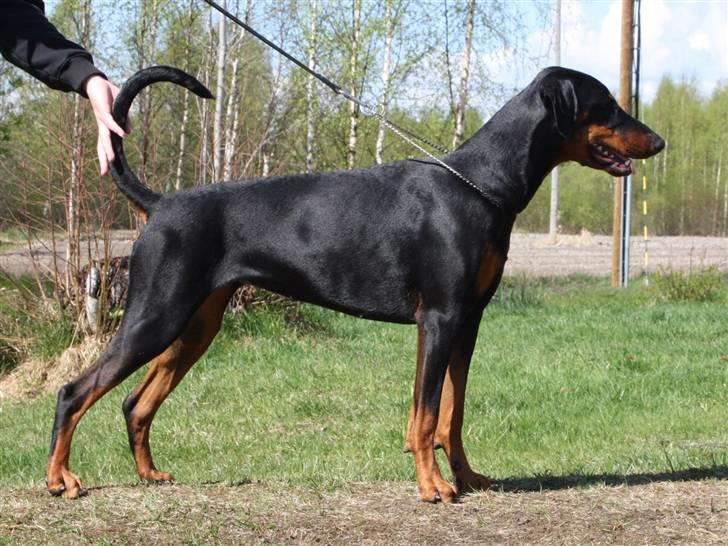 Dobermann Speedy - 11 måneder gammel - de siger jeg skal træne i at stå stille .... GAB hvor kedeligt  billede 1