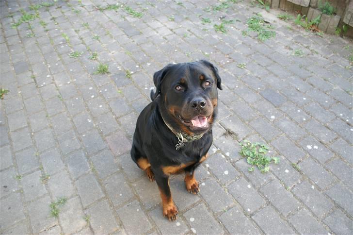 Rottweiler Baloo - Sitter lige her og kigger på mor med den der mærkelige ting i sin hånd :o) billede 15