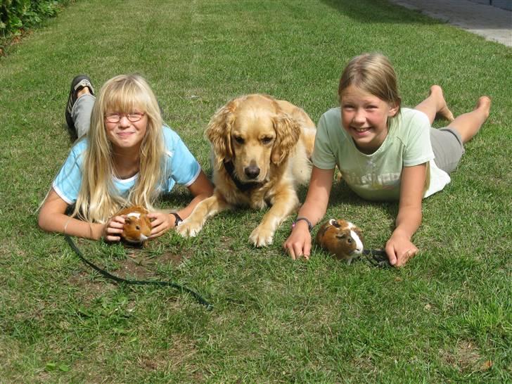 Golden retriever Luffe<3 - Her er Luffe, Louise & Josefine, med vores marsvin, Pebsi & Ræv billede 5