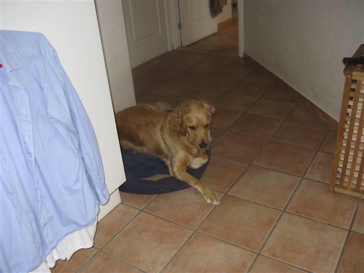 Golden retriever Luffe<3 - Vi elsker dig Luffe. billede 6