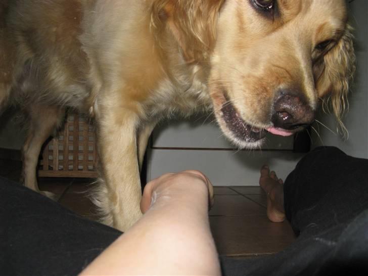 Golden retriever Luffe<3 - Hvad laver duu ?  billede 7