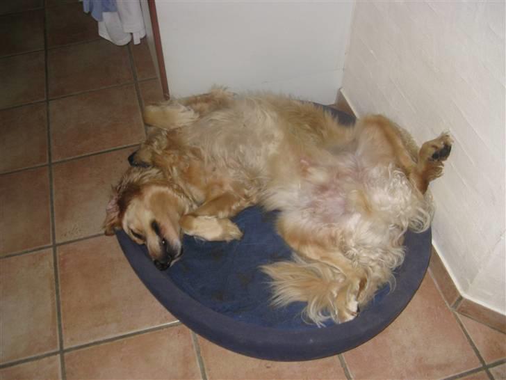 Golden retriever Luffe<3 - Var du blevet træt? billede 8