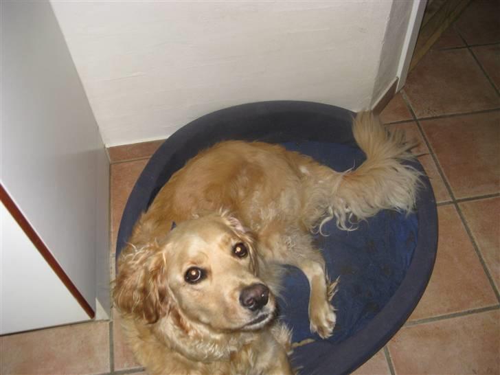 Golden retriever Luffe<3 - Du er den bedste Luffe ! billede 9
