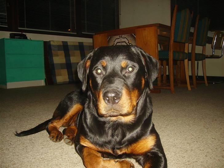 Rottweiler chaer billede 12