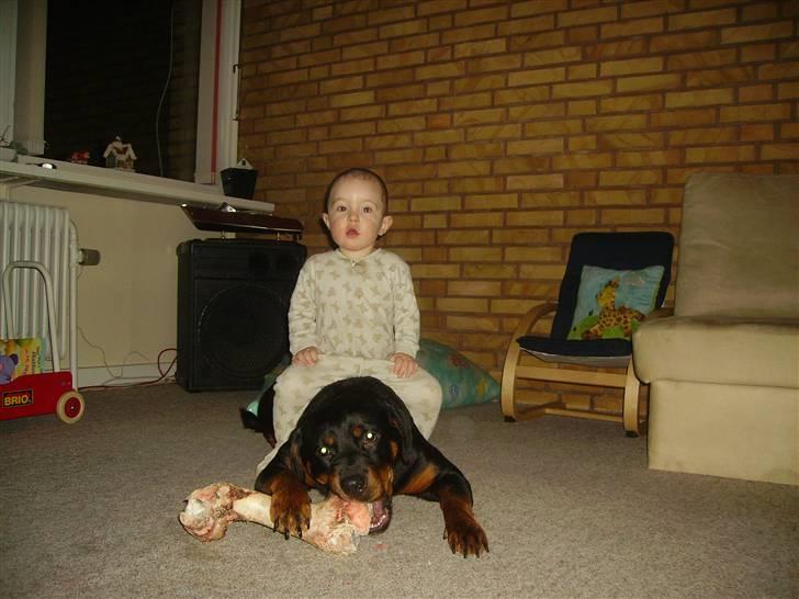 Rottweiler chaer billede 13