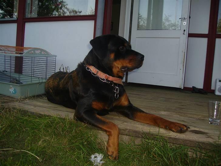 Rottweiler chaer billede 14