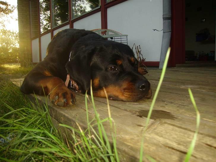 Rottweiler chaer billede 15