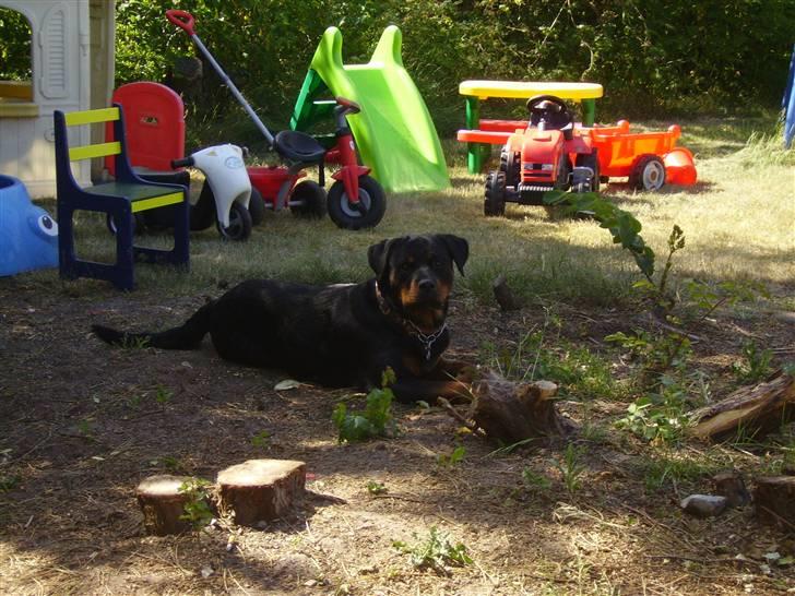 Rottweiler chaer billede 16