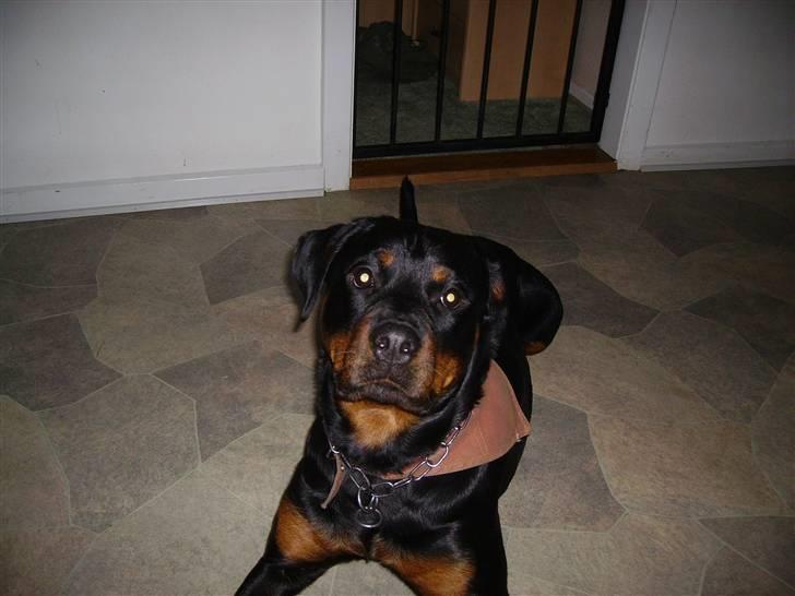Rottweiler chaer billede 17