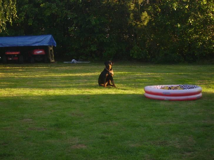 Rottweiler chaer billede 18