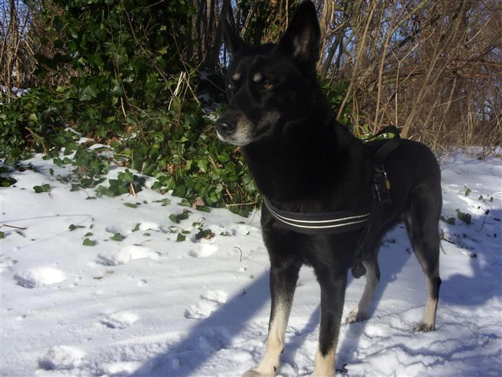 Blanding af racer Nikita - velkommen til min profil billede 1