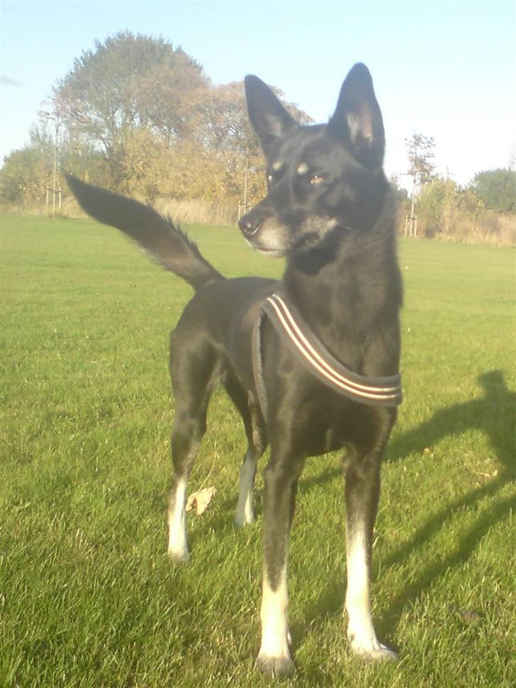 Blanding af racer Nikita billede 2