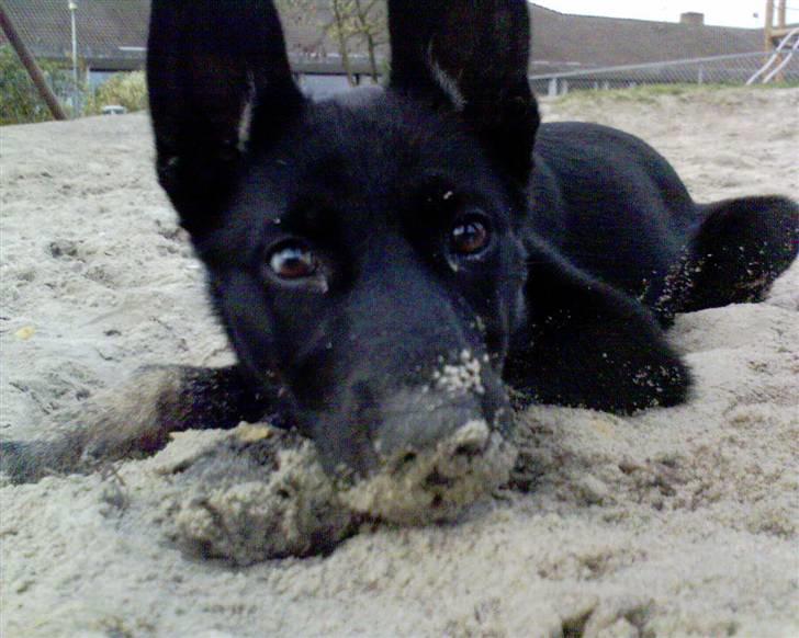 Blanding af racer Nikita - se hvor lille og sød jeg er billede 3