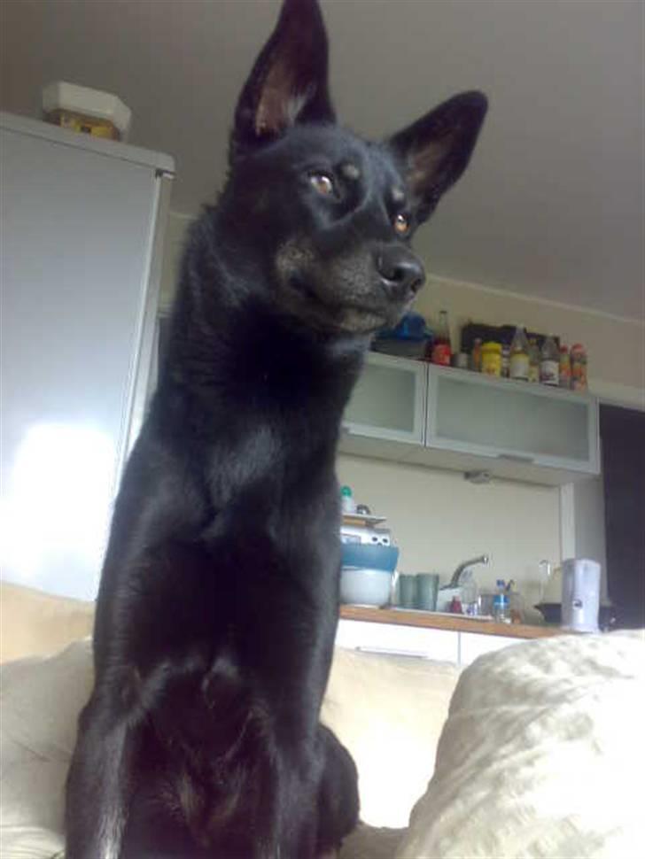 Blanding af racer Nikita billede 4